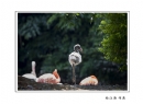 长隆飞鸟乐园创作团摄影作品欣赏(53)_在线影展的作品